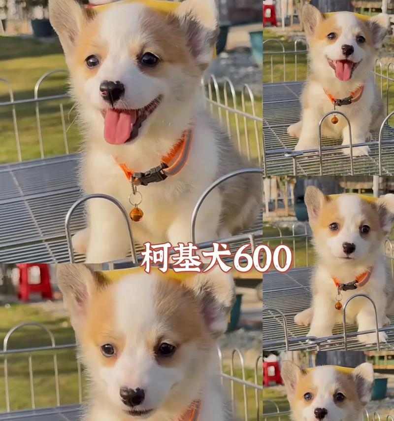 柯基挑食能坚持多久?(探索柯基独特的体能和毅力,揭示它们的持久之道)(图2) 柯基挑食能坚持多久?(探索柯基独特的体能和毅力,揭示它们的持久之道)(图2)