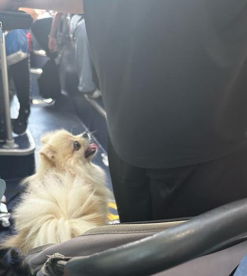 狗狗也可以进的超市(了解哪些超市允许您带狗狗入内)(图2) 狗狗也可以进的超市(了解哪些超市允许您带狗狗入内)(图2)