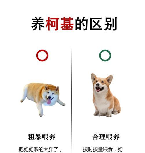 柯基挑食能坚持多久?(探索柯基独特的体能和毅力,揭示它们的持久之道)(图4) 柯基挑食能坚持多久?(探索柯基独特的体能和毅力,揭示它们的持久之道)(图4)