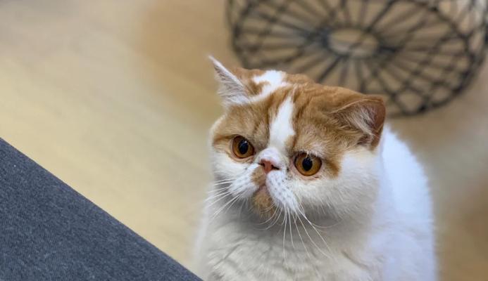 养育加菲猫的六大要点(关注营养、提供安全、给予关爱,打造幸福加菲猫生活)(图2) 养育加菲猫的六大要点(关注营养、提供安全、给予关爱,打造幸福加菲猫生活)(图2)