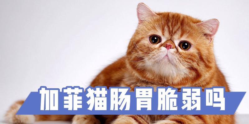 养育加菲猫的六大要点(关注营养、提供安全、给予关爱,打造幸福加菲猫生活)(图4) 养育加菲猫的六大要点(关注营养、提供安全、给予关爱,打造幸福加菲猫生活)(图4)