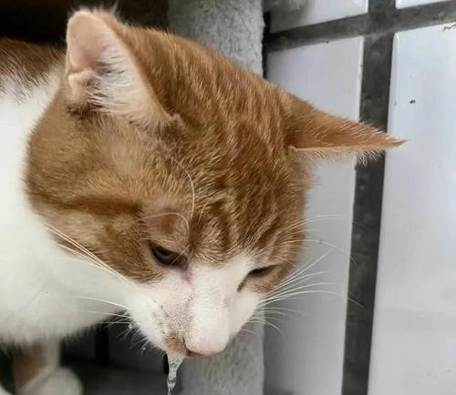 急救猫咪中毒，三步拯救猫命（熟悉猫咪中毒的症状，做好紧急救援）(图4)