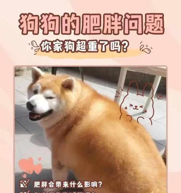 探究狗狗为何会吃草（解释狗狗吃草的原因及如何应对）(图4)