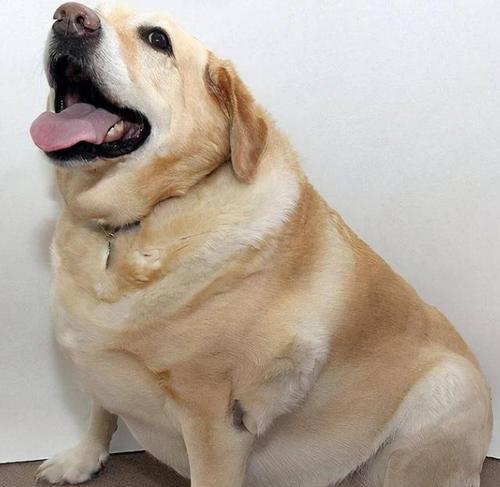 探究狗狗为何会吃草（解释狗狗吃草的原因及