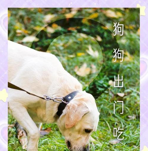 探究狗狗为何会吃草（解释狗狗吃草的原因及如何应对）(图2)