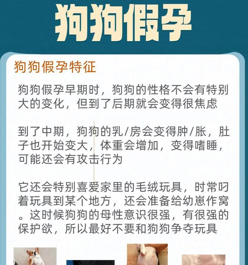 狗狗怀孕多久肚子涨?(揭开狗狗怀孕肚子涨的奥秘)(图1) 狗狗怀孕多久肚子涨?(揭开狗狗怀孕肚子涨的奥秘)(图1)