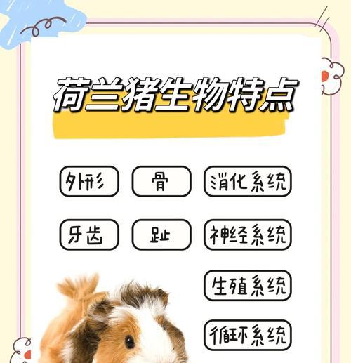 正确洗澡方式（保持荷兰猪健康与舒适的洗澡技巧）(图4)