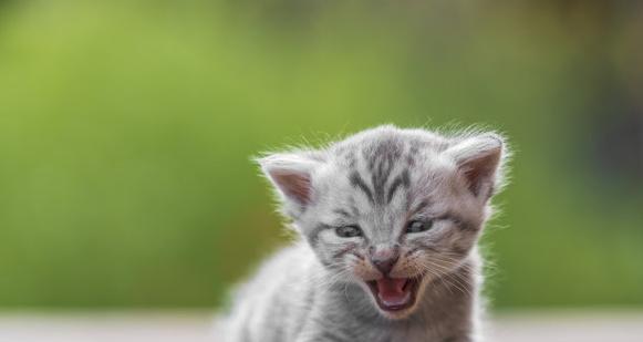 解决新出生猫咪怕生问题的方法（教你如何帮助小猫克服害羞和恐惧）(图2)