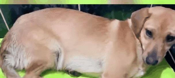 狗狗最喜欢哪些人？（了解狗狗的最佳朋友是谁）(图1)