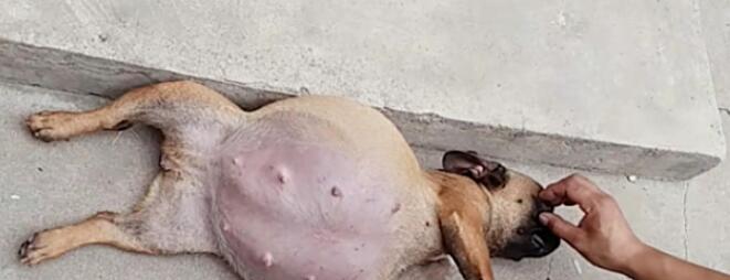 狗狗怀孕多久肚子涨?(揭开狗狗怀孕肚子涨的奥秘)(图4) 狗狗怀孕多久肚子涨?(揭开狗狗怀孕肚子涨的奥秘)(图4)