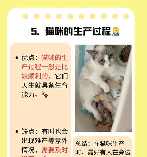 解决新出生猫咪怕生问题的方法（教你如何帮
