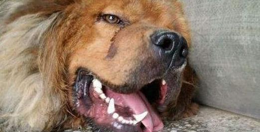 狗狗胃结石（了解狗狗胃结石的症状，保护我们的忠诚伙伴）(图2)