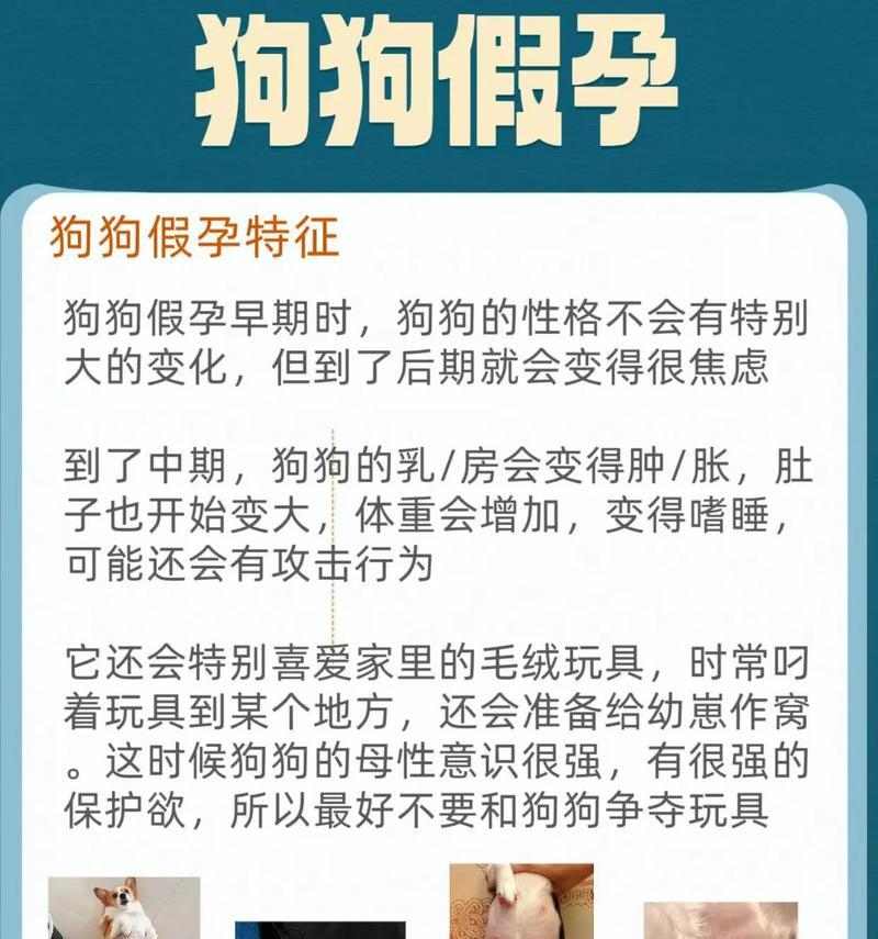 狗狗怀孕多久肚子涨？（揭开狗狗怀孕肚子涨