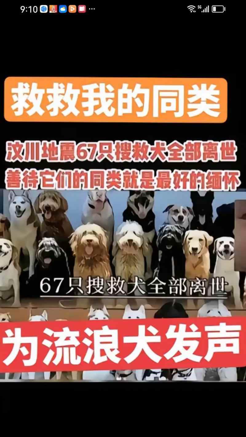 我国关于吃狗的法律——保护动物福利的重要举措（禁止食用狗肉的立法措施和社会影响）(图4)