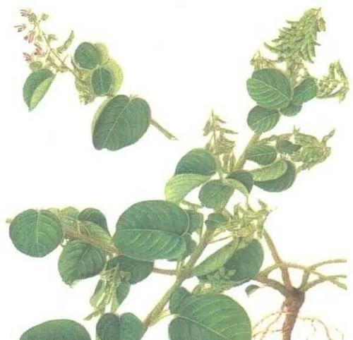 狗狗胃结石（了解狗狗胃结石的症状，保护我们的忠诚伙伴）(图4)