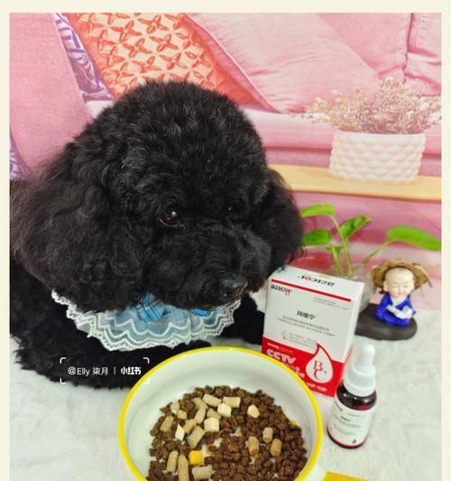 狗狗胃结石（了解狗狗胃结石的症状，保护我