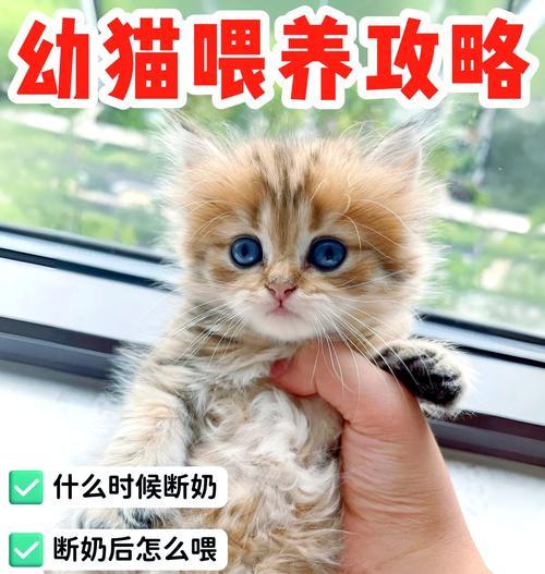如何正确喂养小奶猫（营养均衡的饮食是关键） - 新生家伴