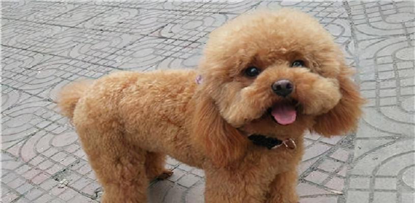 泰迪屎腥臭的原因解析（探究泰迪屎腥臭背后的科学原因）(图4)