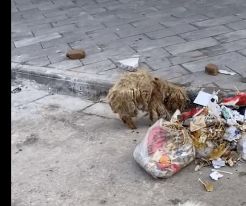 泰迪屎腥臭的原因解析（探究泰迪屎腥臭背后的科学原因）(图2)