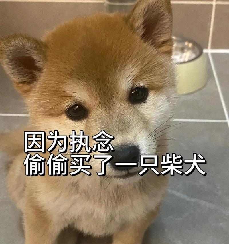 柴犬幼犬的主食选择（了解柴犬幼犬的饮食需求，给它们提供适合的 - 新生家伴