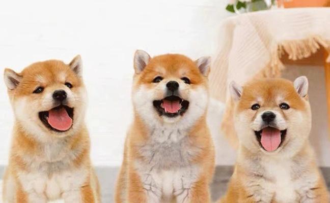 柴犬幼犬的主食选择（了解柴犬幼犬的饮食需求，给它们提供适合的粮食）(图4)