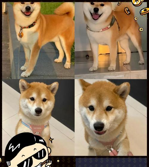 柴犬幼犬的主食选择（了解柴犬幼犬的饮食需求，给它们提供适合的粮食）(图2)