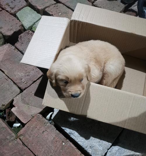 金毛肥胖的原因及解决方法（探究金毛肥胖的原因和提供合理的减肥建议）(图1)