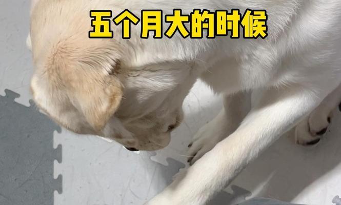 揭秘狗狗半夜不睡觉的原因（为何狗狗在夜晚失眠不安？解读狗狗夜间行为谜团）(图2)