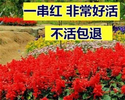 串串红的魅力（一探串串红的历史渊源与风靡全球的原因） - 新生家伴