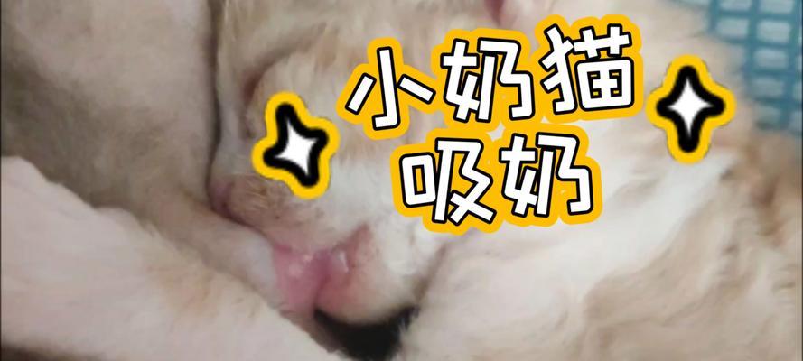 如何正确喂养小奶猫（营养均衡的饮食是关键）(图3)