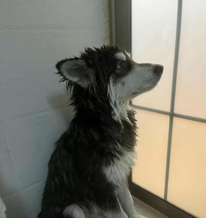 揭秘狗狗半夜不睡觉的原因（为何狗狗在夜晚失眠不安？解读狗狗夜间行为谜团）(图1)