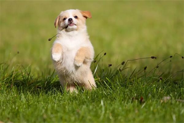 训练茶杯犬需要注意什么？ - 新生家伴