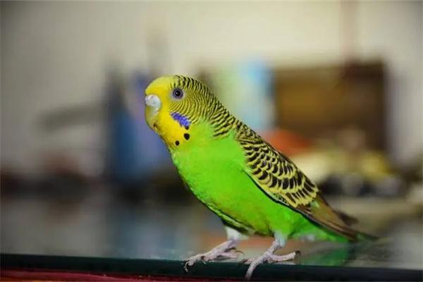 虎皮鹦鹉怎么洗澡？ - 新生家伴