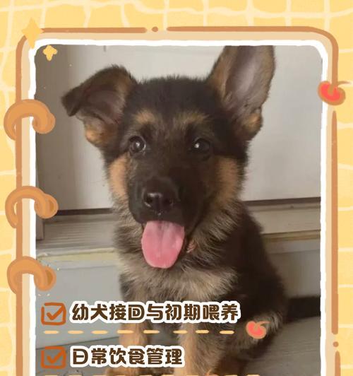 以德牧生娃多久可以洗澡？（了解以德牧生娃后适宜的洗澡时间和方法）(图1)