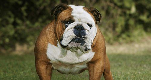 明星养英牛之奢华养牛圈（揭秘明星名人私人养牛场，探寻明星养牛的奢华与乐趣）(图1)