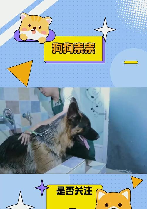 以德牧生娃多久可以洗澡？（了解以德牧生娃后适宜的洗澡时间和方法）(图2)