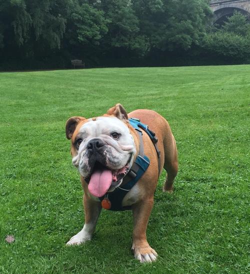 明星养英牛之奢华养牛圈（揭秘明星名人私人养牛场，探寻明星养牛的奢华与乐趣）(图2)