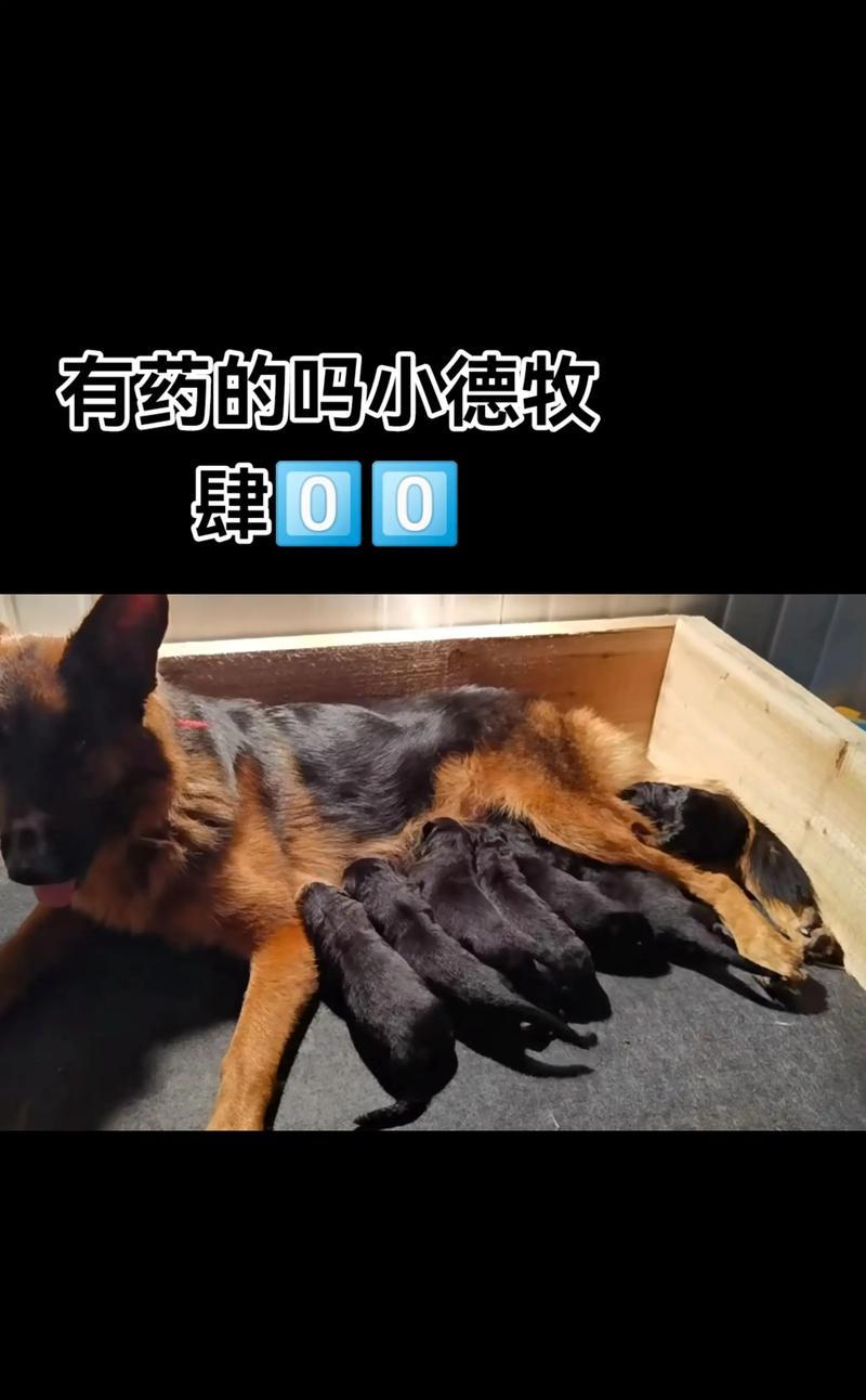 以德牧生娃多久可以洗澡？（了解以德牧生娃后适宜的洗澡时间和方法）(图4)