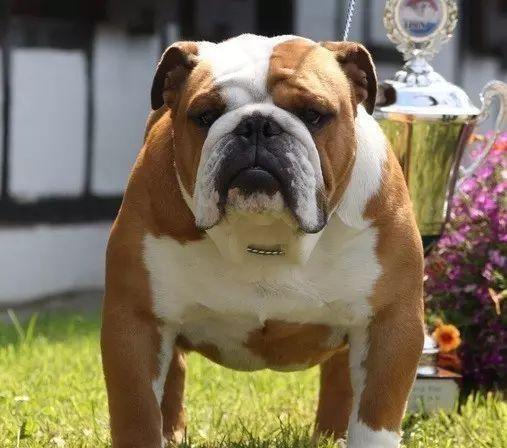 明星养英牛之奢华养牛圈（揭秘明星名人私人养牛场，探寻明星养牛的奢华与乐趣）(图4)