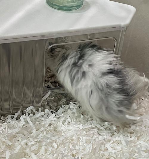 仓鼠垫材的更换频率对仓鼠健康的影响（仓鼠垫材更换周期的重要性 - 新生家伴