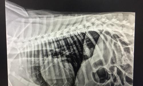 狗肠梗阻手术（了解狗肠梗阻手术后的恢复时间以及关键因素，让你 - 新生家伴