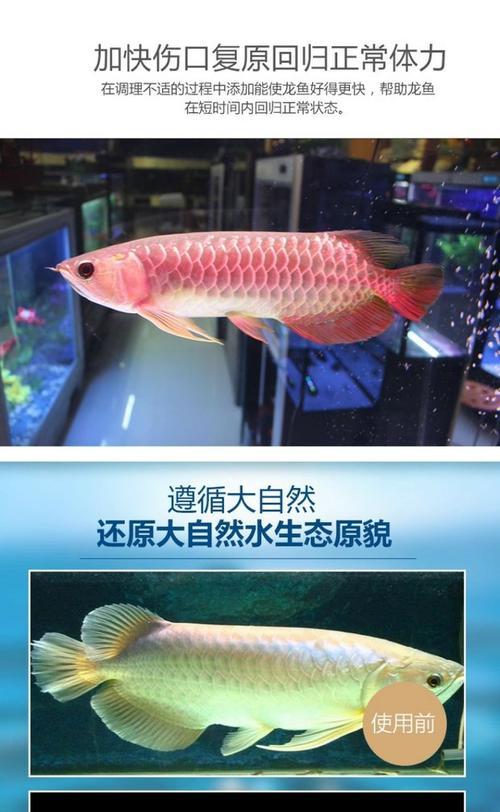 龙鱼拒食多久才会开口？（探索龙鱼食欲丧失的时间界限）(图1)