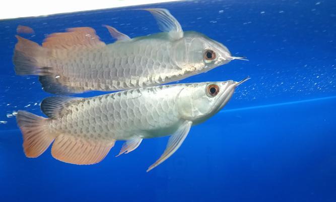 龙鱼拒食多久才会开口？（探索龙鱼食欲丧失的时间界限）(图2)