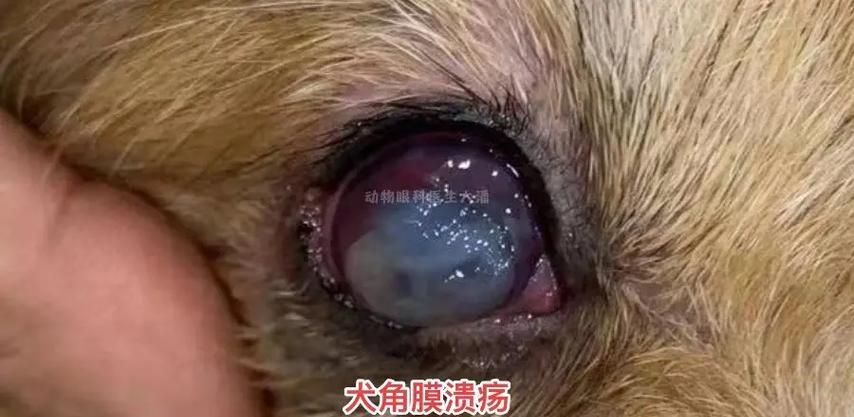 狗狗眼睛常见疾病及预防方法（了解你的狗狗眼睛的常见问题，提前 - 新生家伴