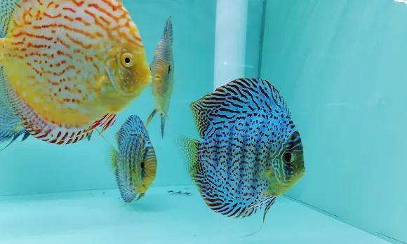 地图鱼的一天（探索地图鱼生活中的日夜节奏，解密它们每天的光照需求）(图4)