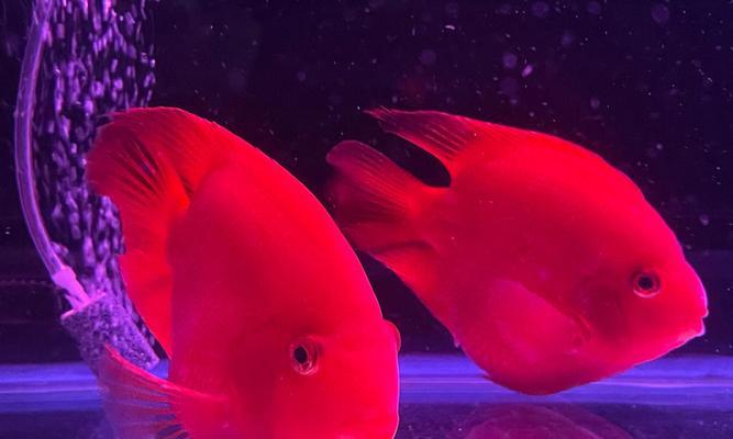 地图鱼的一天（探索地图鱼生活中的日夜节奏，解密它们每天的光照需求）(图2)