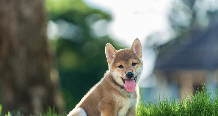 狗狗大姨妈周期及（了解狗狗大姨妈周期，让爱宠更健康）(图2)