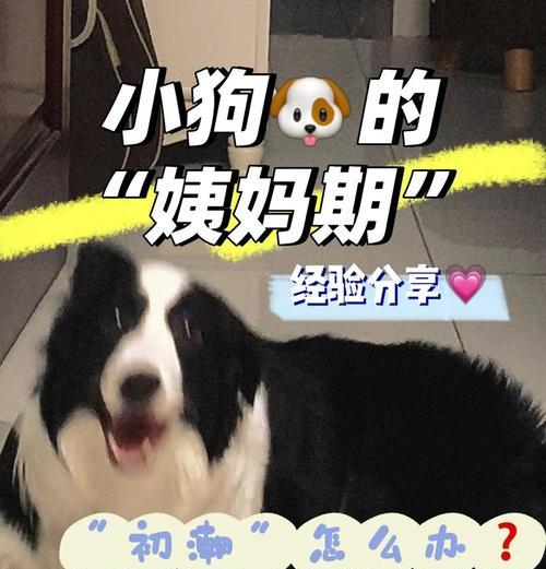 狗狗大姨妈周期及（了解狗狗大姨妈周期，让爱宠更健康）(图4)