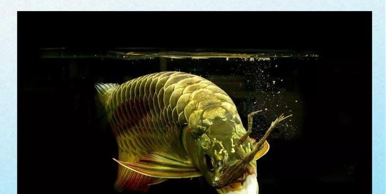 龙鱼拒食多久才会开口？（探索龙鱼食欲丧失的时间界限）(图4)