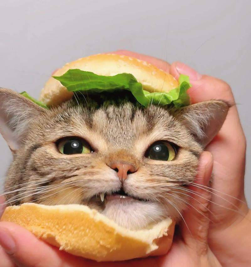 猫咪的饮食(探索猫咪可以吃的食物及其益处)(图3) 猫咪的饮食(探索猫咪可以吃的食物及其益处)(图3)